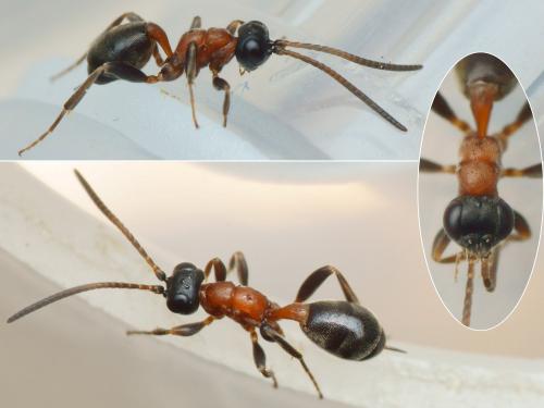 Réf. 201 349 : Thaumatogelis robustus